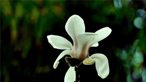 什么花象征沉默忧郁？寻找代表沉默忧郁的花卉有哪些？