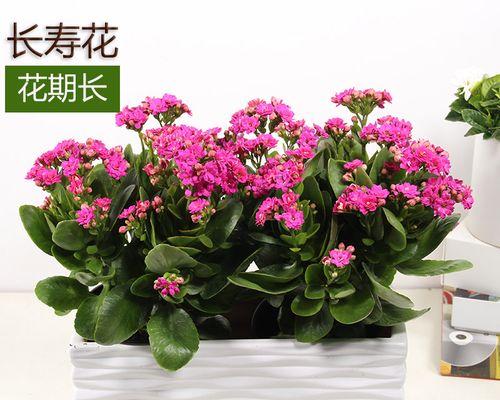 什么花象征成功？成功之花有哪些？