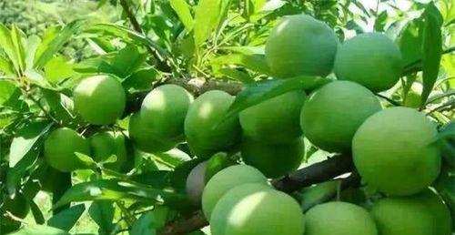李子树喜阴还是喜阳？如何正确种植以提高产量？