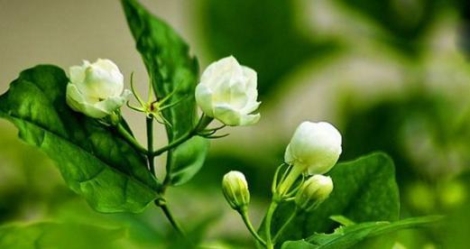 什么花代表纯洁？揭秘象征纯洁的花卉种类及其含义？