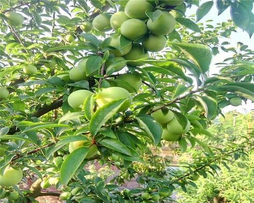 李子树用什么肥料最好？如何根据季节选择合适的肥料？