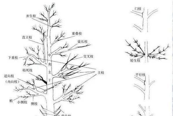 李子树修剪技巧有哪些？如何正确剪枝提高产量？