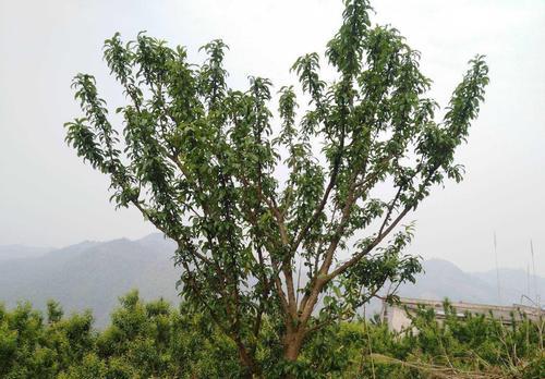 李子酸涩如何变甜？管理技巧让果实更大更甜？