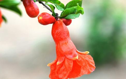 什么花象征富贵？富贵花有哪些种类和特点？