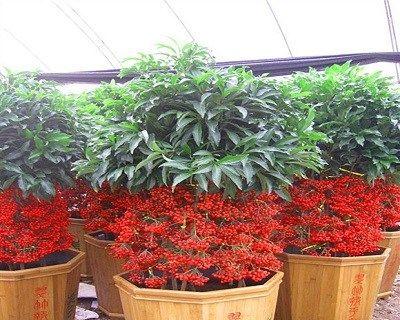 什么花象征富贵？富贵花有哪些种类和特点？