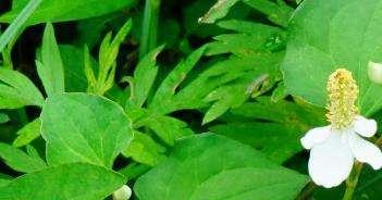 里白属于被子植物吗？它的分类和特点是什么？