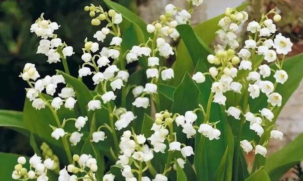 里白属于被子植物吗？它的分类和特点是什么？