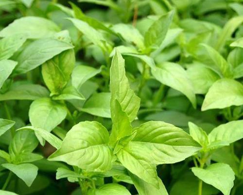 里白属于被子植物吗？它的分类和特点是什么？
