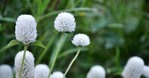 里白属于什么植物类别？它的特点有哪些？