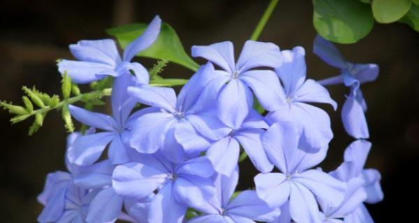 什么花代表孤独忧郁？寻找最能表达孤独情感的花卉是什么？