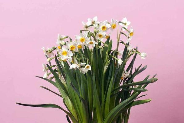 什么花代表好运？揭秘带来吉祥的花卉种类及含义？