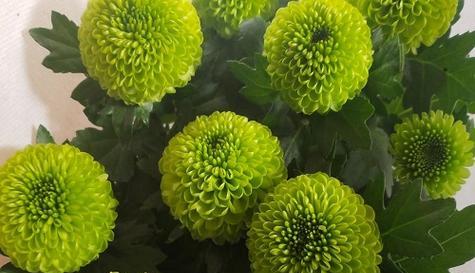 什么花代表和平？寻找和平的象征花卉有哪些？