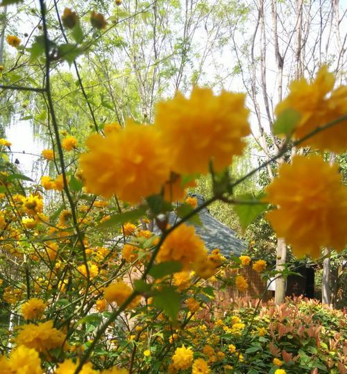 什么花代表欢迎回家？如何用花卉表达欢迎之情？