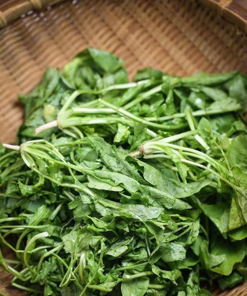 立春时节种植蔬菜指南？哪些蔬菜最适合春季播种？