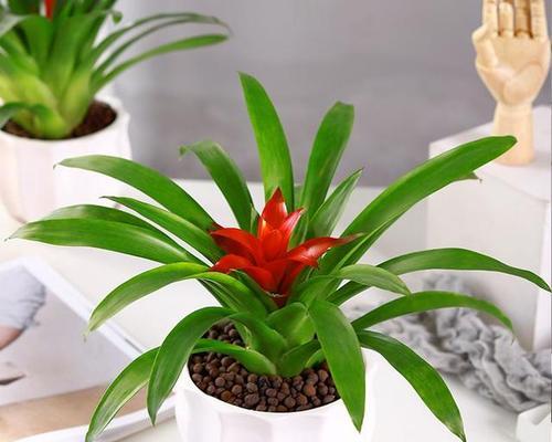 什么花代表吉祥？揭秘最吉祥花卉的含义与选择指南？
