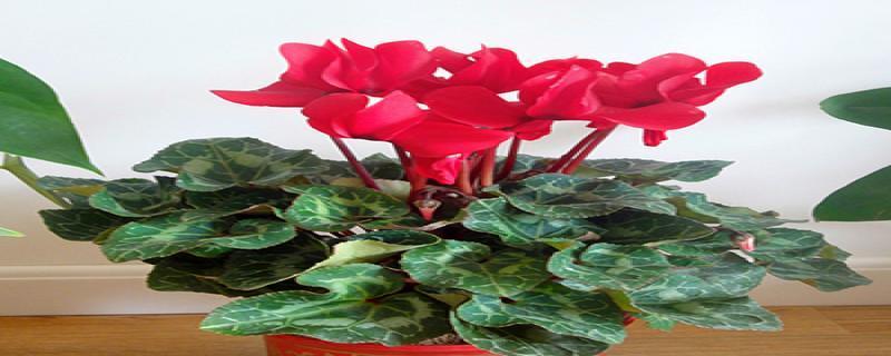 什么花代表吉祥？揭秘最吉祥花卉的含义与选择指南？