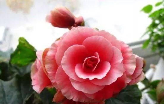 丽格海棠冬天会冻死吗？如何在寒冷季节保护丽格海棠？