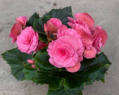 丽格海棠冬天会开花吗？如何确保冬季开花？