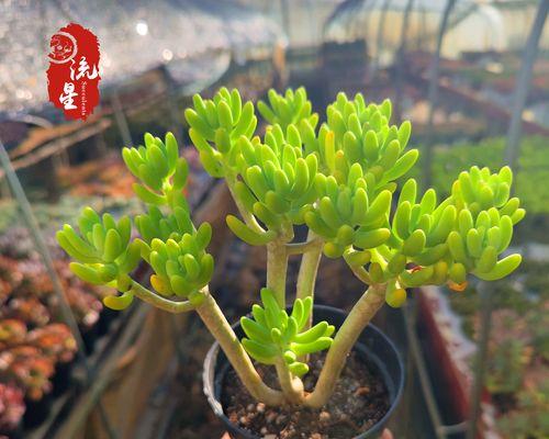 什么花象征着结束？了解结束的花语含义是什么？