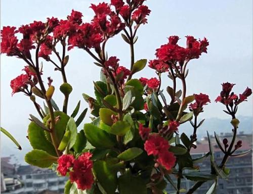什么花象征着开心快乐？如何用花卉表达快乐情绪？