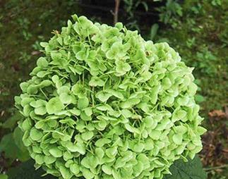 什么花代表老师？教师节送什么花最合适？