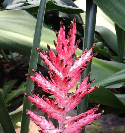什么花代表老师？教师节送什么花最合适？