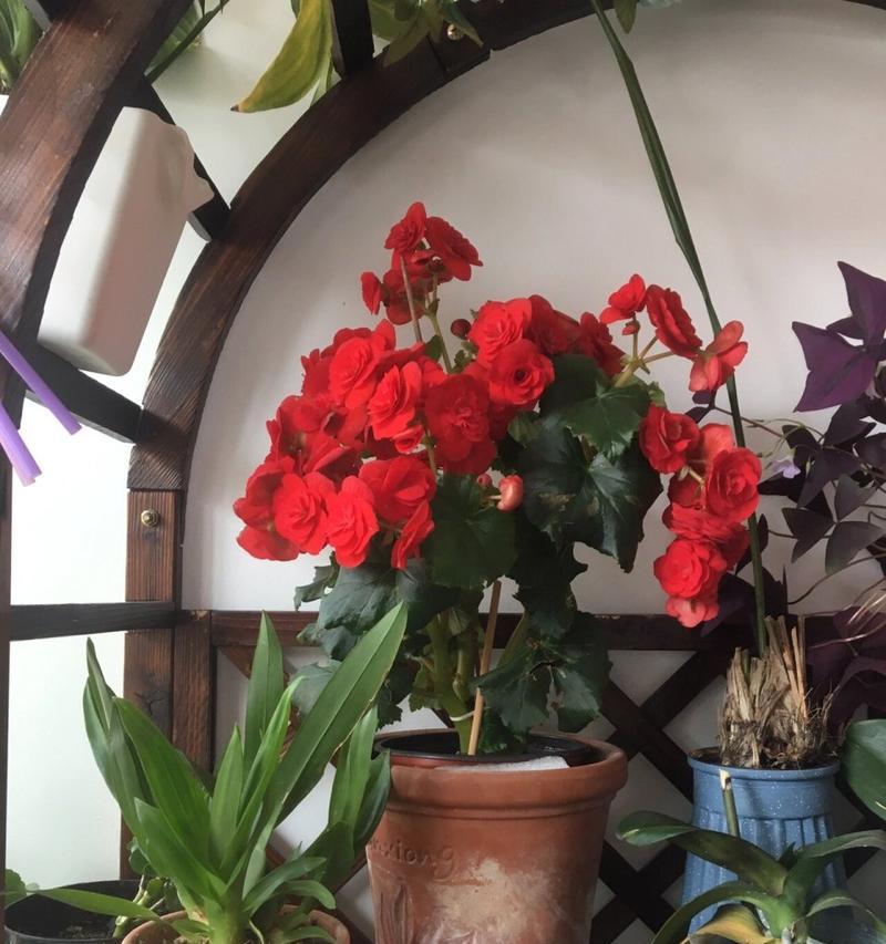 丽格海棠耐阴吗？如何正确养护耐阴植物？