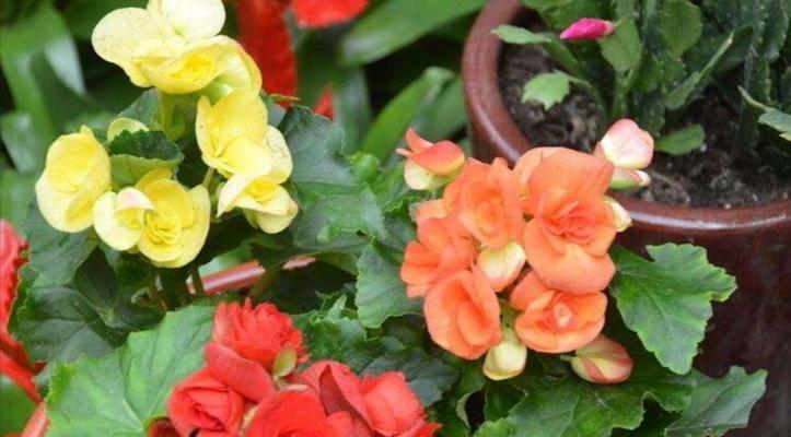 丽格海棠开花时间是多久？一年能开几次花吗？