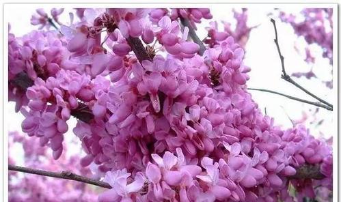 什么花代表母亲？母亲节送什么花最合适？