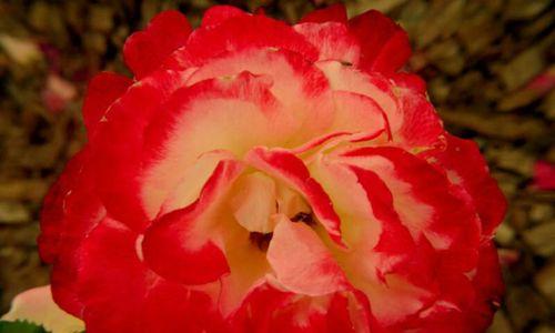 什么花代表母亲节？母亲节送花有哪些讲究？