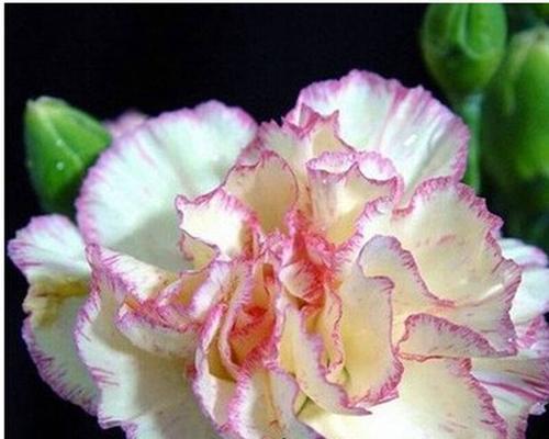 什么花代表母亲节？母亲节送花有哪些讲究？