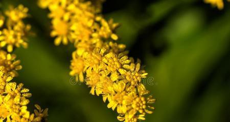什么花代表男人？揭秘男性象征花卉的花语含义？