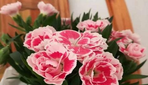 什么花代表亲情？亲情象征的花卉有哪些？