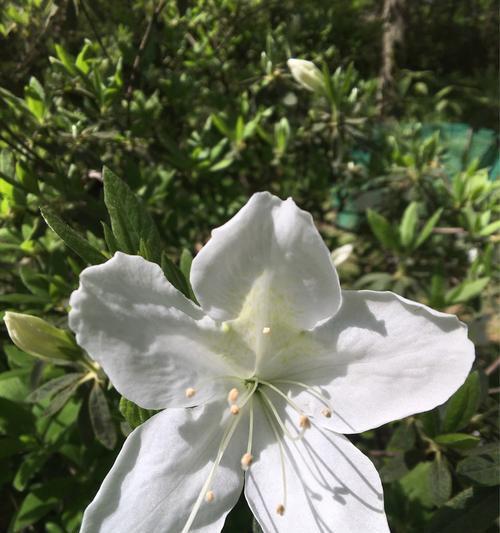 清明节传统花卉有哪些？它们各自代表什么含义？