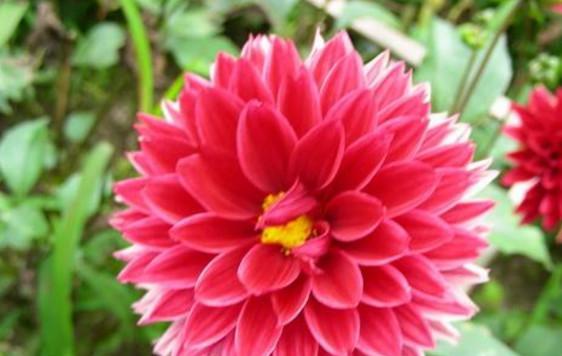 什么花象征善良？了解代表善良的花卉及其含义？