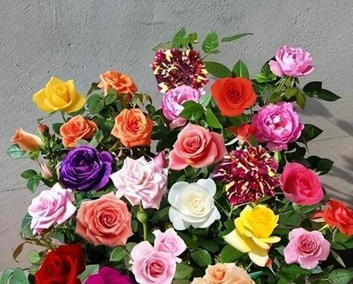什么花象征善良？了解代表善良的花卉及其含义？