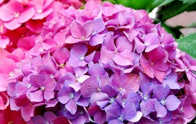 什么花代表生命？揭秘象征生命的花卉及其含义？