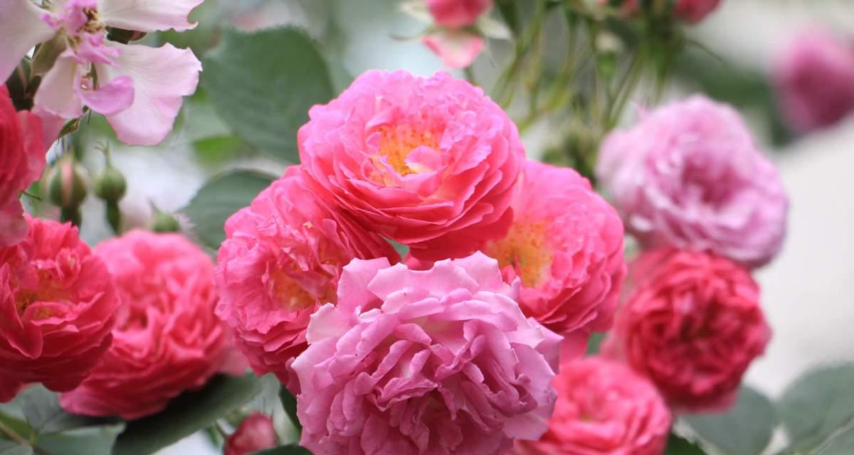什么花代表思念？寻找表达思念的花卉有哪些？