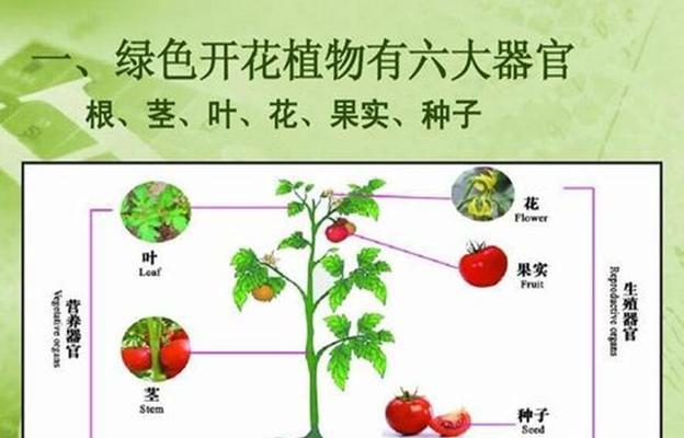 丽格海棠摘心打顶的最佳时间是什么时候？具体操作步骤有哪些？