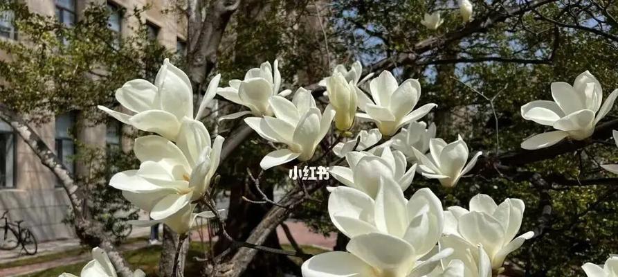 什么花代表痛苦和悲伤？了解花卉语言背后的情感含义？