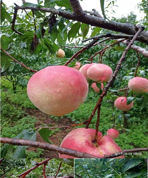 丽江雪桃何时上市？成熟季节与购买指南？