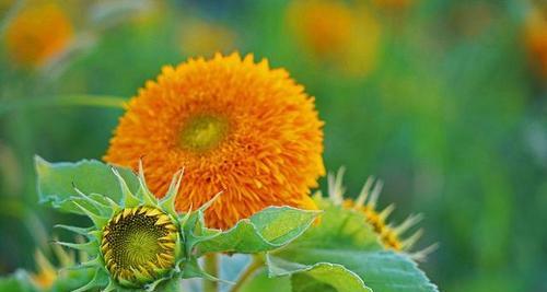 什么花象征希望？希望的花朵有哪些？