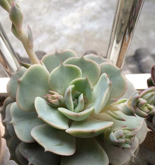 丽娜莲开花后应该怎么办？处理方法有哪些？