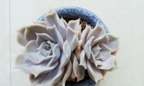 丽娜莲怎么养长的好？掌握这些技巧轻松培育健康植株！