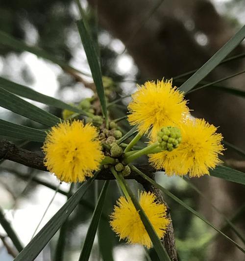 什么花代表相思？相思花有哪些种类和含义？