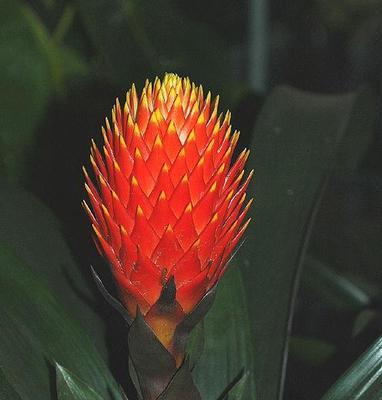 丽穗凤梨开花时间是何时？最佳开花月份与季节是什么时候？