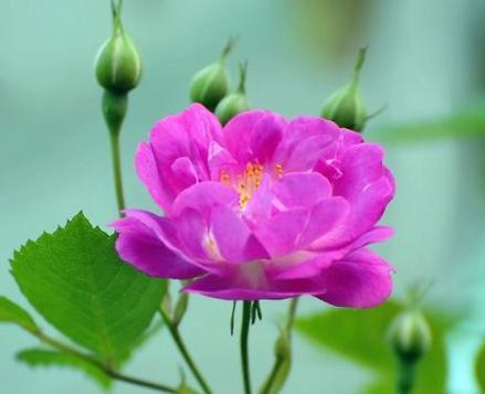 什么花代表幸运？如何用花卉传递好运？