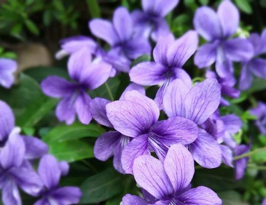 什么花象征虚心？虚心花的种类和含义是什么？
