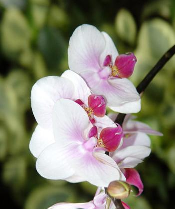 什么花象征虚心？虚心花的种类和含义是什么？