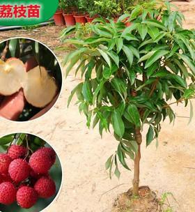 荔枝在北方种植的可行性及注意事项是什么？